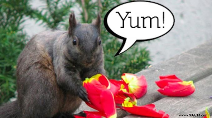 Proven Cayenne Pepper Trick to Deter Squirrels from Your Garden Plants