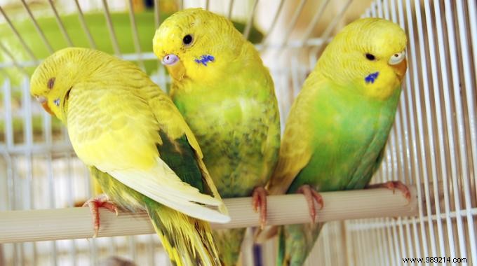 Safest Natural Cleaner for Bird and Rodent Cages: Why White Vinegar Wins