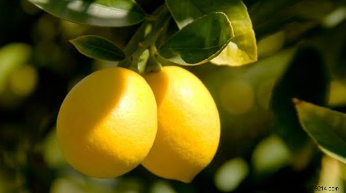Banish Fridge Odors Naturally: My Proven Lemon Deodorizer Trick