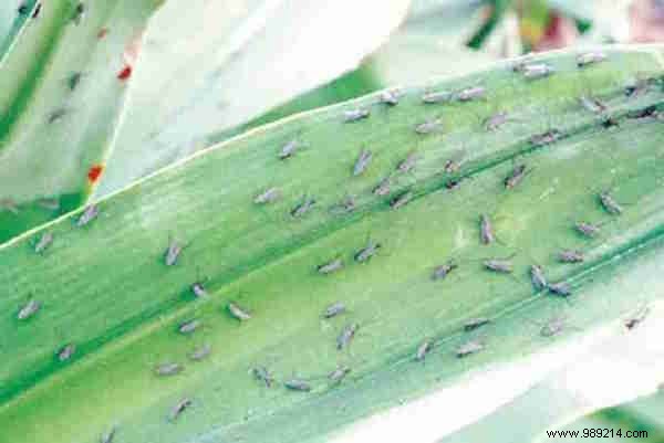 5 Proven Natural Ways to Eliminate Gnats from Your Home