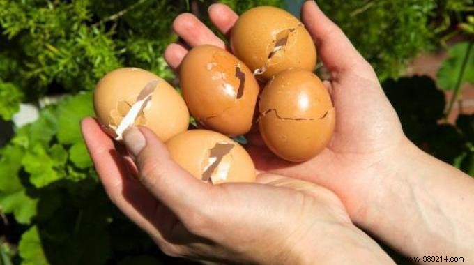 9 Proven Ways to Repurpose Eggshells: Eco-Friendly Hacks for Home, Garden, and Beauty