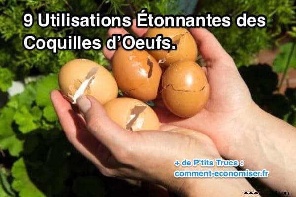 9 Proven Ways to Repurpose Eggshells: Eco-Friendly Hacks for Home, Garden, and Beauty