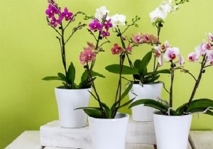 Transform an Old Book into a Unique DIY Succulent Planter