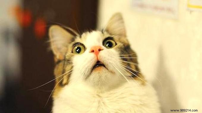 6 Proven, Humane Ways to Deter Stray Cats from Your Yard and Garden