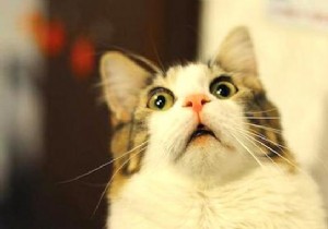 6 Proven, Humane Ways to Deter Stray Cats from Your Yard and Garden