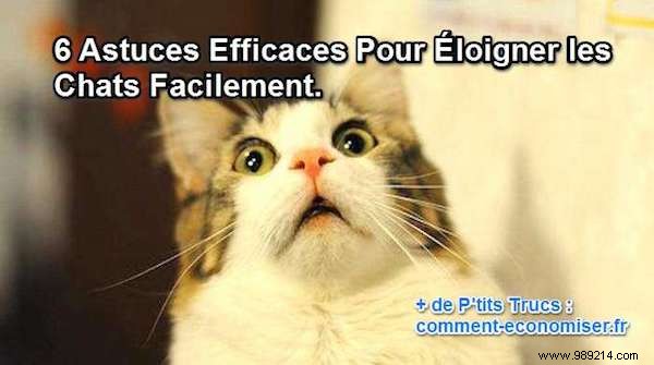 6 Proven, Humane Ways to Deter Stray Cats from Your Yard and Garden