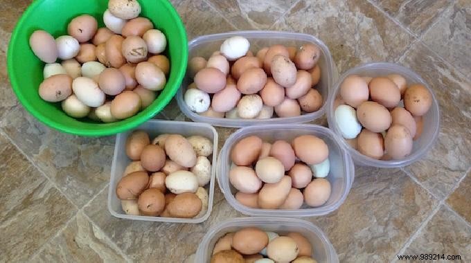 Grandma s Proven Nettle Trick to Boost Egg Laying in Hens Naturally