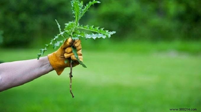 Eliminate Stubborn Weeds Naturally with Potato Water: A Gardener s Proven Trick