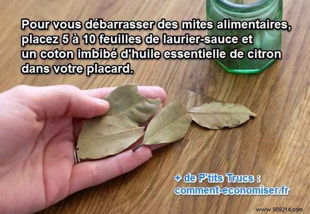 Banish Pantry Moths Naturally: Proven Bay Leaf and Lemon Oil Repellents