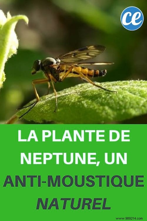 Neptune Plant: The Natural, Low-Maintenance Mosquito Repellent from the North Sea