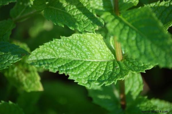 3 Proven Natural Ways to Repel Mice from Your Home