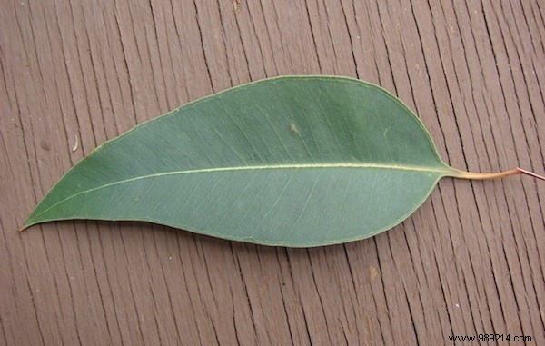 3 Proven Natural Ways to Repel Mice from Your Home