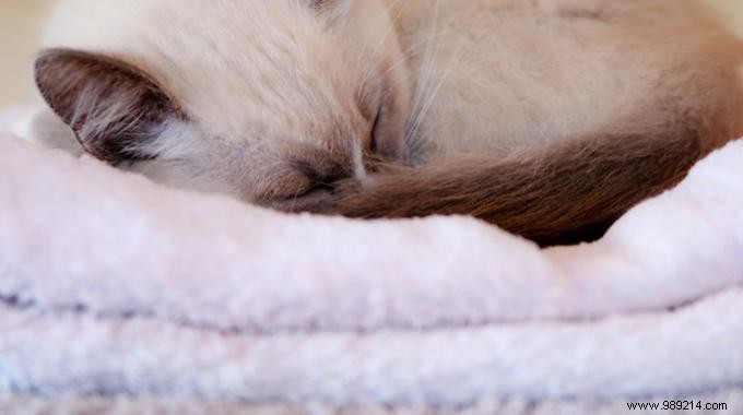 How White Vinegar Replaces Fabric Softener: A Proven Laundry Softening Hack