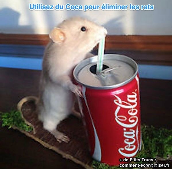 Eliminate Rats Effectively: The Coca-Cola Rat Trap for Under €5