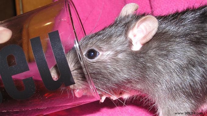 Eliminate Rats Effectively: The Coca-Cola Rat Trap for Under €5