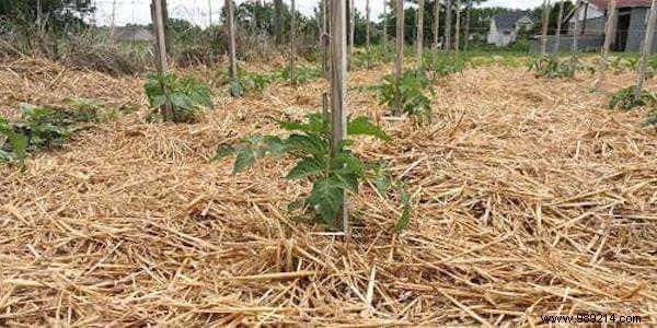 5 Proven Secrets to Effortless Gardening: Bigger Harvests with Minimal Effort