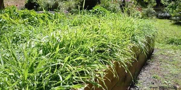 5 Proven Secrets to Effortless Gardening: Bigger Harvests with Minimal Effort