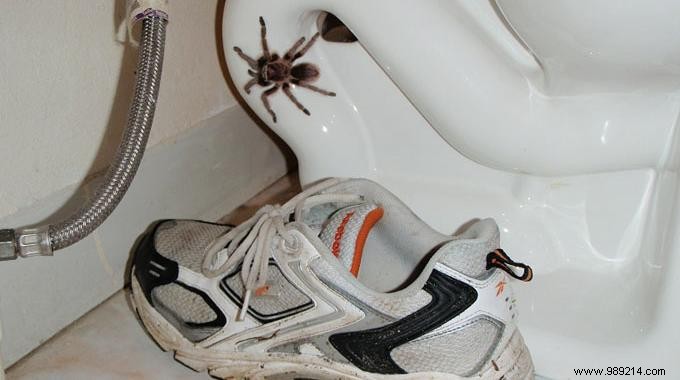 9 Proven Natural Remedies to Repel Spiders from Your Home