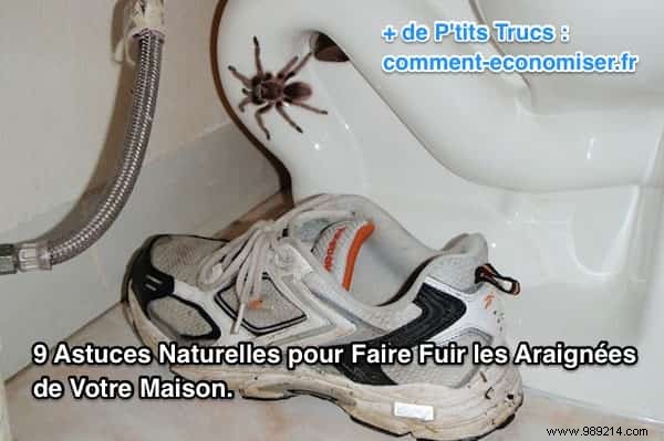 9 Proven Natural Remedies to Repel Spiders from Your Home