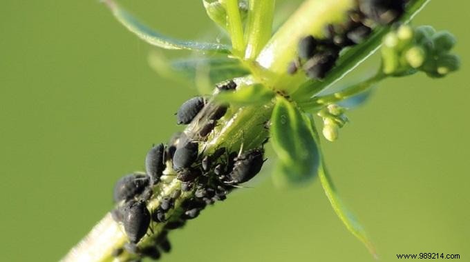 Natural Olive Oil Spray: Proven Aphid Control for Plants and Roses