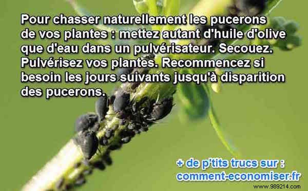 Natural Olive Oil Spray: Proven Aphid Control for Plants and Roses