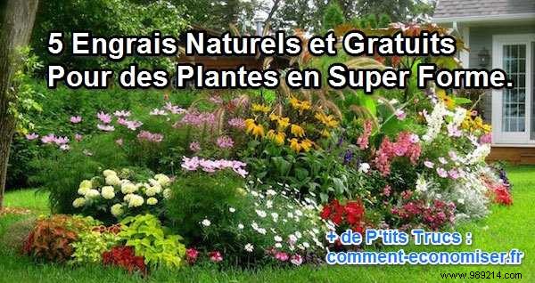 5 Free Natural Fertilizers from Your Home for Thriving Plants