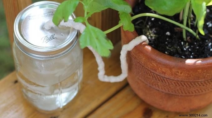 Reliable DIY Hack: Water Houseplants Automatically While You re Away