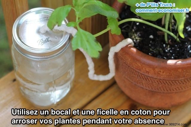 Reliable DIY Hack: Water Houseplants Automatically While You re Away