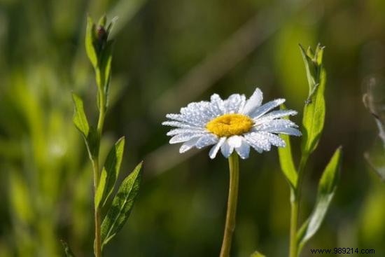 9 Proven Baking Soda Uses for Household Cleaning and Personal Care
