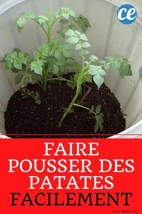 How to Grow 45 kg of Potatoes in a Barrel: My Proven 4-Step Guide