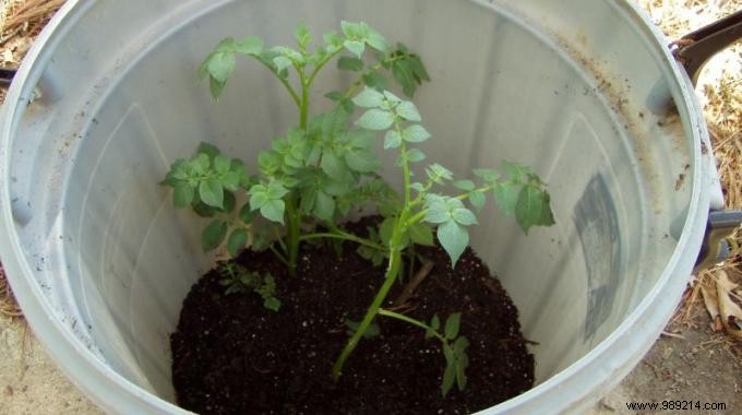 How to Grow 45 kg of Potatoes in a Barrel: My Proven 4-Step Guide