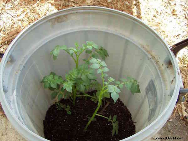 How to Grow 45 kg of Potatoes in a Barrel: My Proven 4-Step Guide