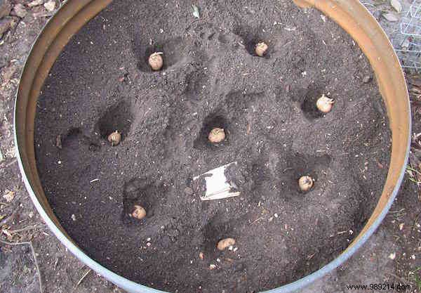 How to Grow 45 kg of Potatoes in a Barrel: My Proven 4-Step Guide