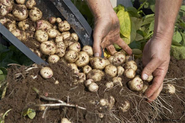 How to Grow 45 kg of Potatoes in a Barrel: My Proven 4-Step Guide