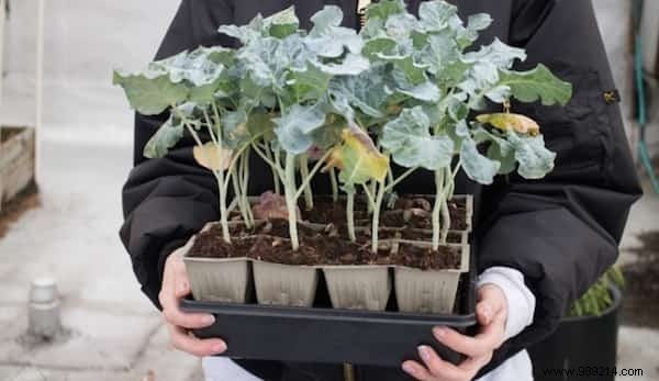 Expert Guide: How to Use Magnesium Sulfate for a Thriving, Beautiful Garden