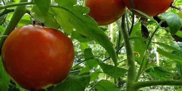 Expert Guide: How to Use Magnesium Sulfate for a Thriving, Beautiful Garden