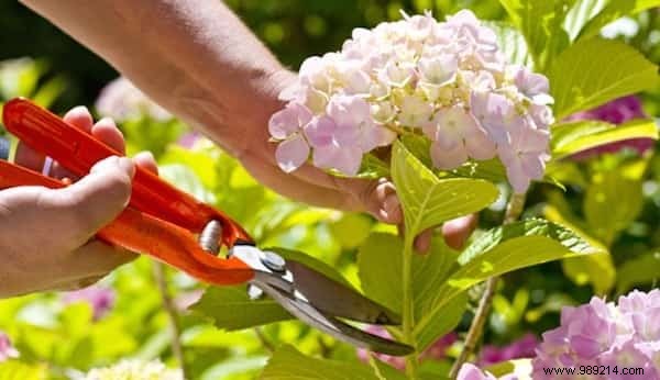 Expert Guide: How to Use Magnesium Sulfate for a Thriving, Beautiful Garden