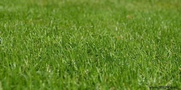 Expert Guide: How to Use Magnesium Sulfate for a Thriving, Beautiful Garden