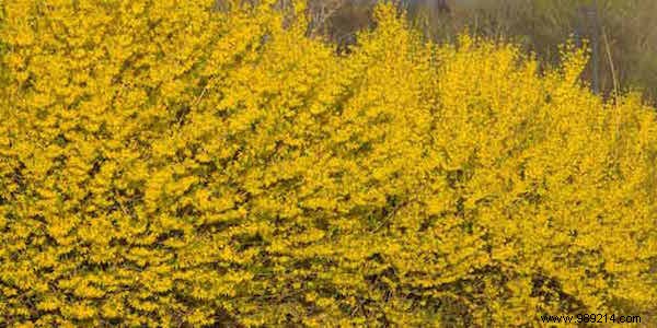 Expert Guide: How to Use Magnesium Sulfate for a Thriving, Beautiful Garden