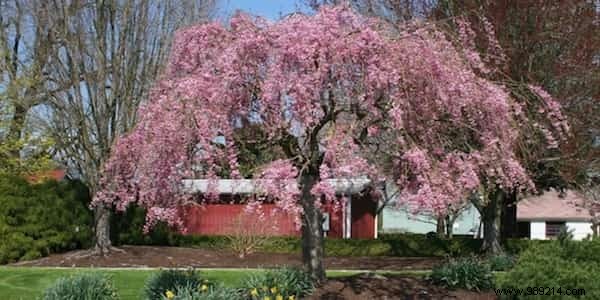 Expert Guide: How to Use Magnesium Sulfate for a Thriving, Beautiful Garden