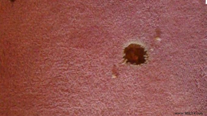 Fix a Burnt Carpet Spot: Grandma s Proven DIY Repair Trick