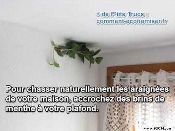 Repel House Spiders Naturally: The Proven Mint Trick That Works