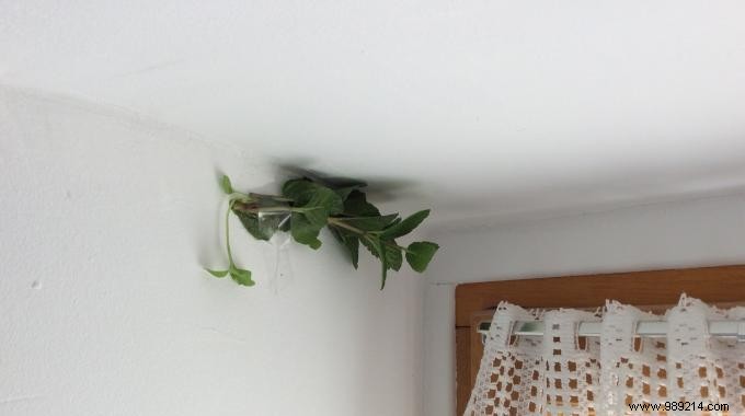 Repel House Spiders Naturally: The Proven Mint Trick That Works