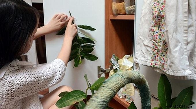 How to Eliminate Food Moths from Your Pantry Forever: Proven Natural Methods