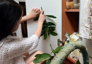 How to Eliminate Food Moths from Your Pantry Forever: Proven Natural Methods