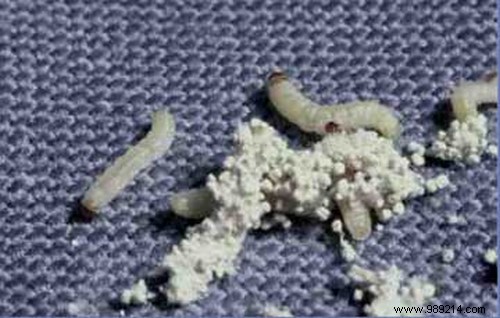 How to Eliminate Food Moths from Your Pantry Forever: Proven Natural Methods