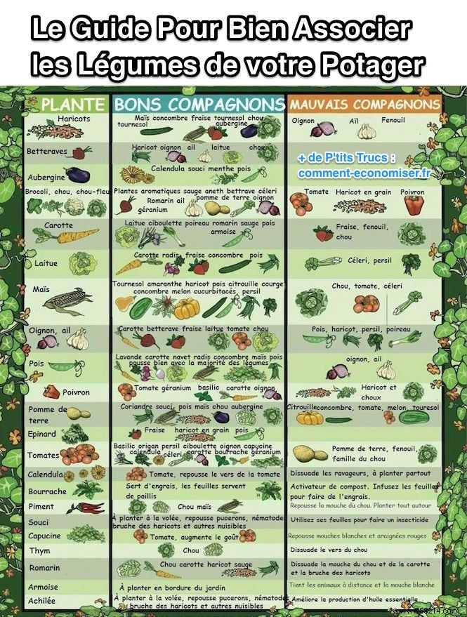 Master Companion Planting: The Essential Guide for a Thriving Vegetable Garden