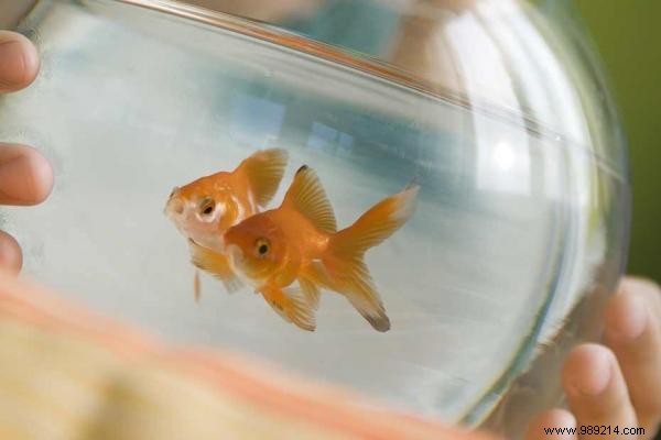 Smart Reuse: Turn Goldfish Tank Water into Free Plant Fertilizer