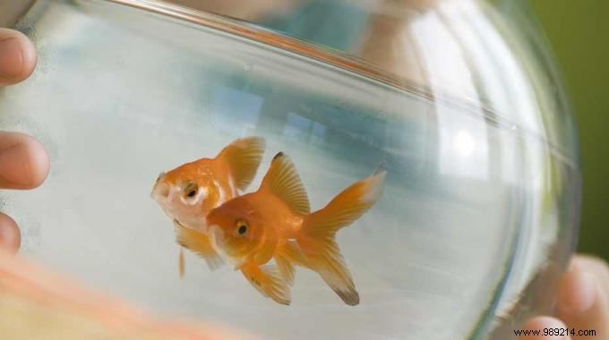 Smart Reuse: Turn Goldfish Tank Water into Free Plant Fertilizer