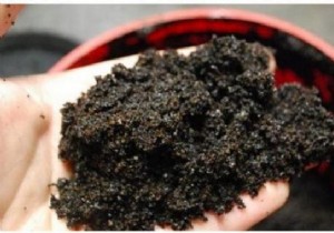 7 Genius Ways to Repurpose Coffee Grounds: Gardening, Beauty, and Cleaning Hacks